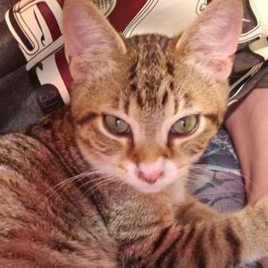 Meet your Posher, Abrina